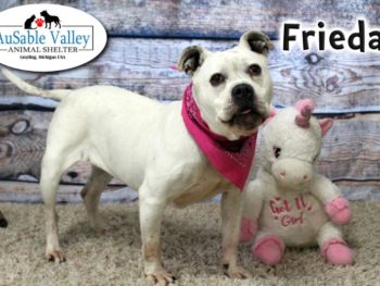 AuSable Valley Animal Shelter Raising Funds for Frieda's Surgery
