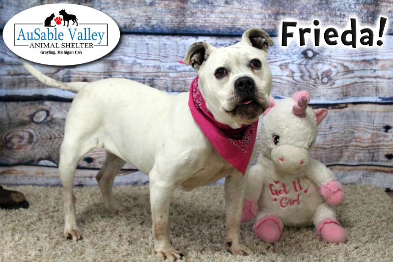 AuSable Valley Animal Shelter Raising Funds for Frieda's Surgery | AuSable  Valley Animal Shelter